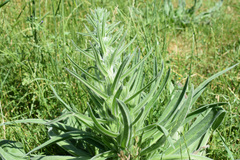 Echium italicum biebersteinii