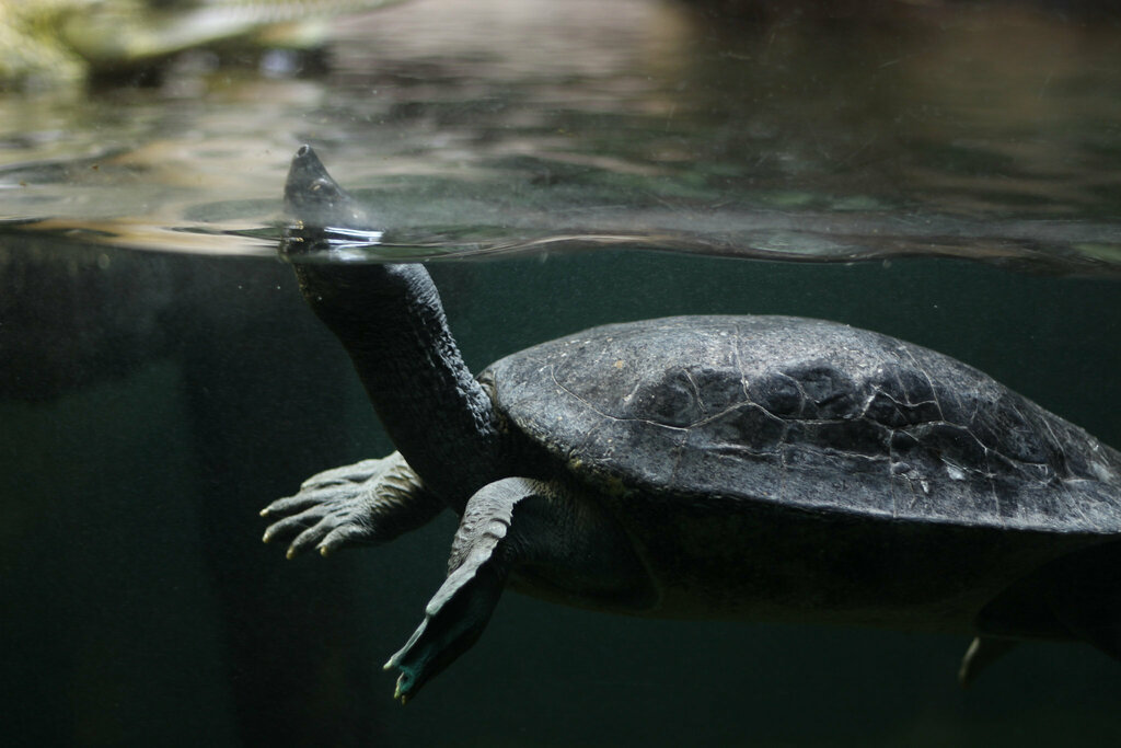 Batagur affinis