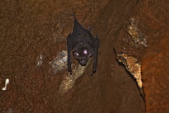 Hipposideros grandis