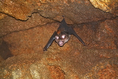 Hipposideros grandis