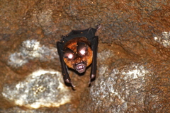 Hipposideros grandis
