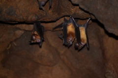 Hipposideros grandis