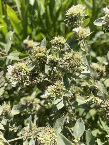 Pycnanthemum setosum, photograph 2