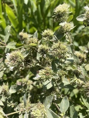author not stated, no rights reserved Pycnanthemum setosum, photograph author not stated, no rights reserved