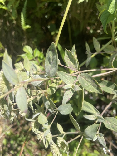 Pycnanthemum setosum, photograph 3