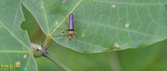 Hatchiana