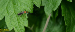 Hatchiana