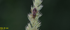 Rhopalus sapporensis