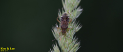 Rhopalus sapporensis