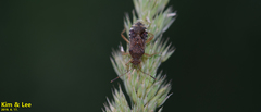 Rhopalus sapporensis