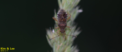 Rhopalus sapporensis