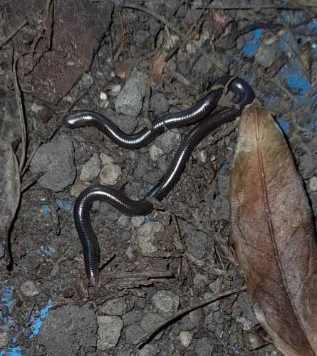 Giant Blind Snake