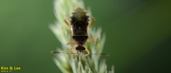 Rhopalus sapporensis