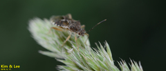 Rhopalus sapporensis