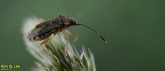 Rhopalus sapporensis