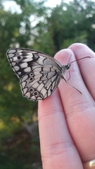 Melanargia larissa