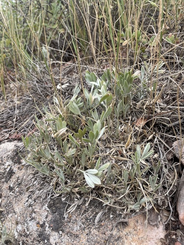 Image of Astragalus tridactylicus by (c) Stephen Hornbeck, some rights reserved (CC BY)