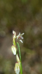 Polygonum douglasii