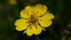Potentilla gracilis