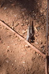 Trimerotropis thalassica