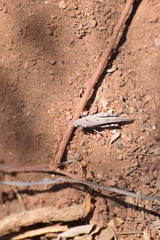 Trimerotropis thalassica