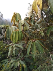 Sciodaphyllum trianae