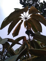 Sciodaphyllum trianae