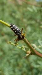 Acmaeodera gibbula