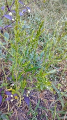 Pseudelephantopus spicatus