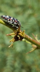 Acmaeodera gibbula