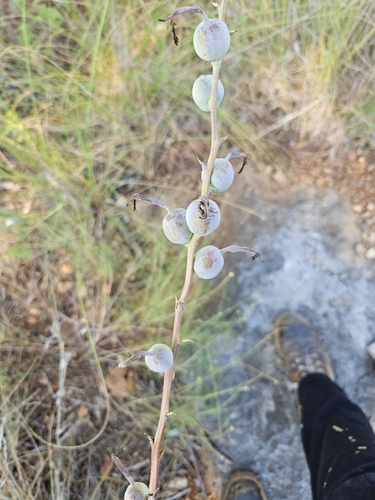 Image of Manfreda virginica by (c) Donald Trussell, some rights reserved (CC BY)
