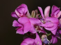 Indigofera sp11