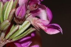 Indigofera sp11