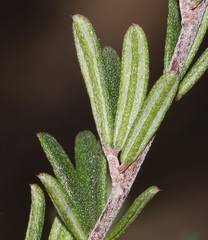 Indigofera sp11