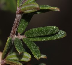 Indigofera sp11