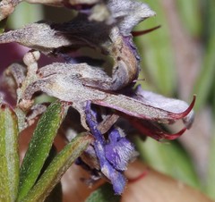 Indigofera sp11