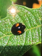 Harmonia axyridis