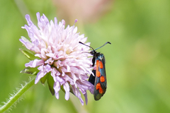 Zygaena oxytropis