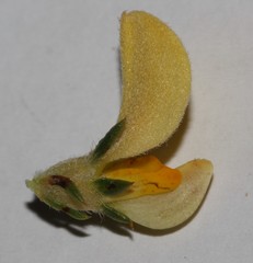 Aspalathus cliffortioides