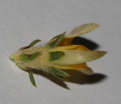 Aspalathus cliffortioides