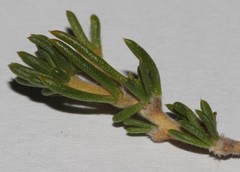 Aspalathus cliffortioides