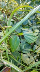 Neustanthus phaseoloides