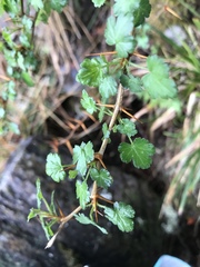 Ribes formosanum
