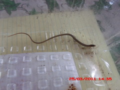 Ophisaurus attenuatus