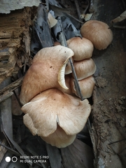 Agaricales