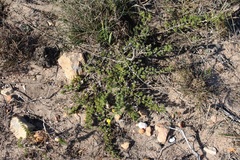 Aspalathus cliffortioides