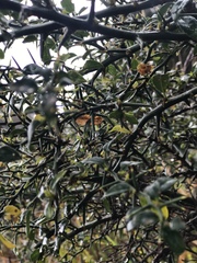Prinsepia scandens