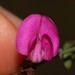 Cape Hoarypea - Photo (c) Brian du Preez, some rights reserved (CC BY-SA), uploaded by Brian du Preez