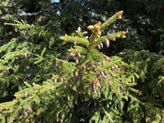 Picea glauca glauca