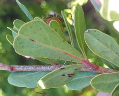 Rhoicissus tridentata tridentata